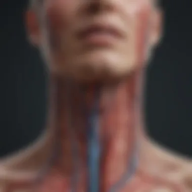 Functions of the Vascular Sheath Diagram depicting the functions of the vascular sheath in relation to blood vessels and nerves