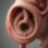 Illustration of the inner ear's anatomy highlighting balance mechanisms.