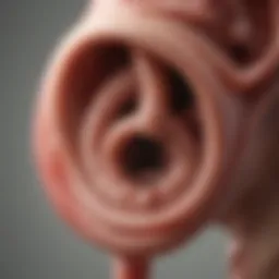 Illustration of the inner ear's anatomy highlighting balance mechanisms.